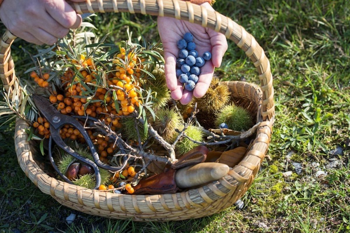 foraging
